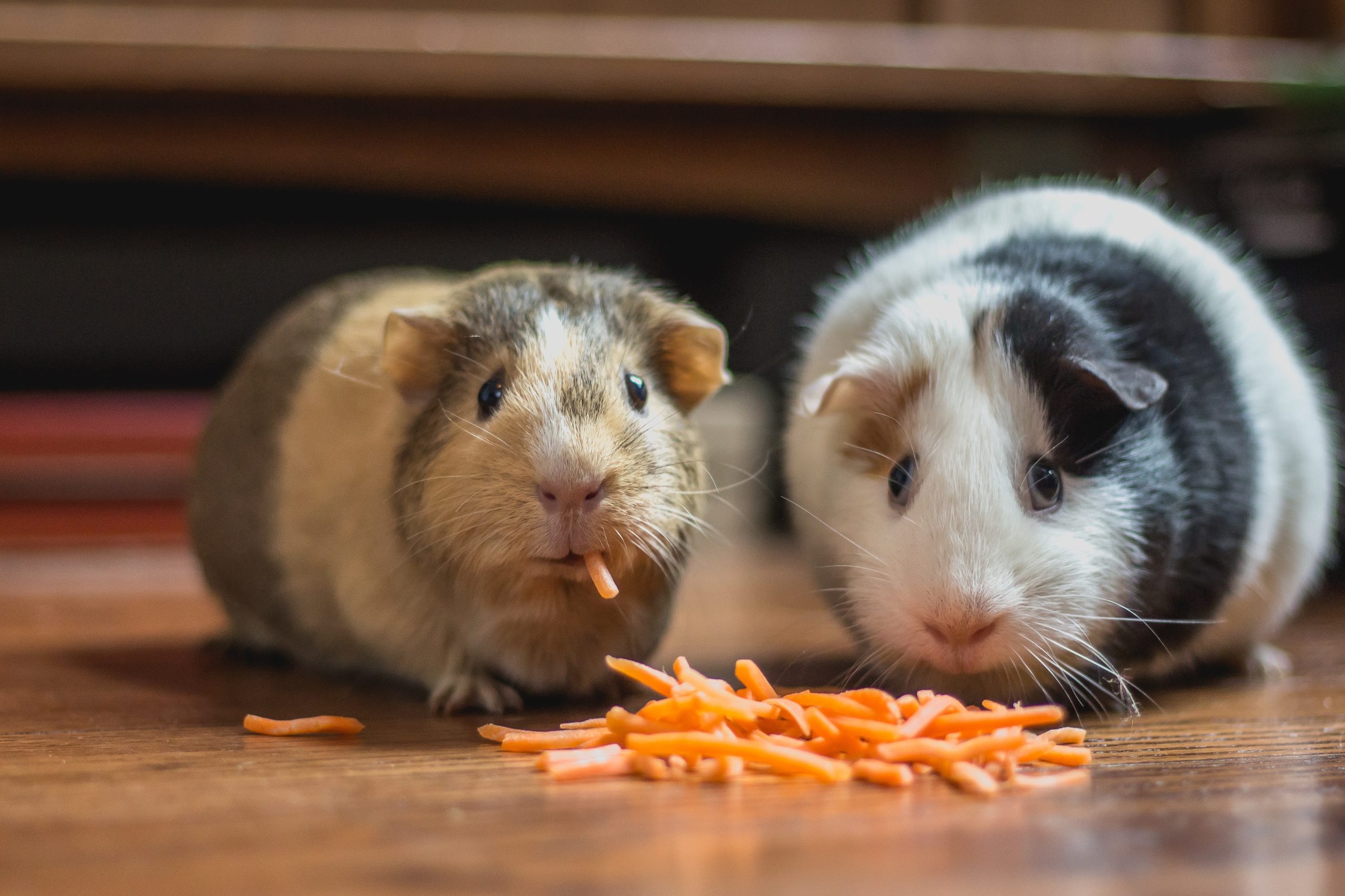 Guinea pigs estate planning for pets in Wisconsin
